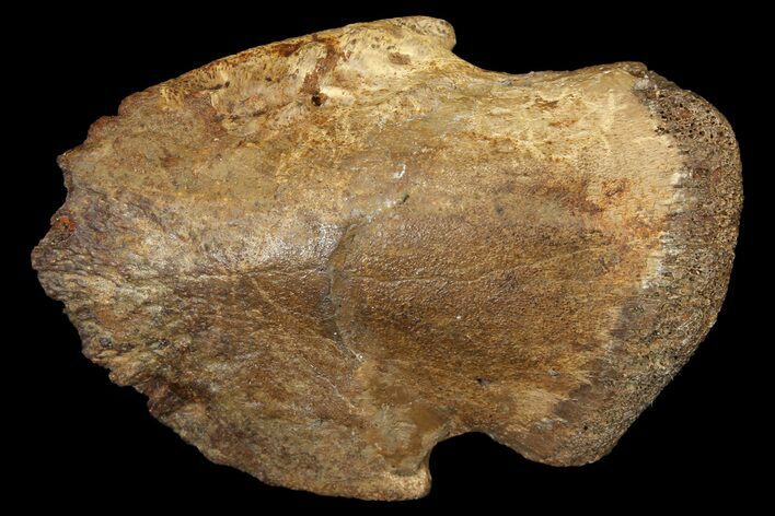 Hadrosaur (Edmontosaurus) Ungual (Claw) - South Dakota #121979